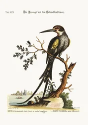 De zwaluwstaartijsvogel, 1749-73